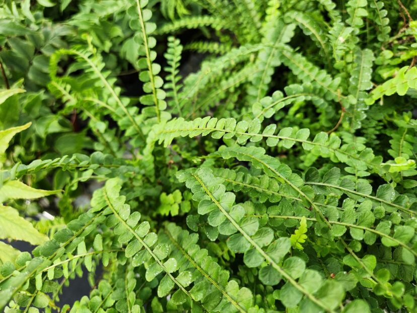 Lemon button ferns (Nephrolepis cordifolia ‘Duffii’) have a light, lemon scent when the foliage is handled.