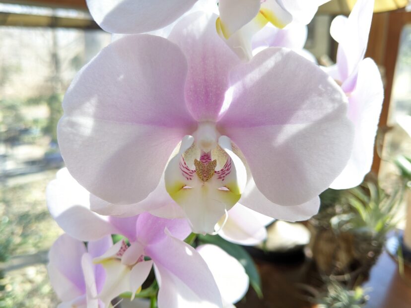 Moth orchid (Phalaenopsis species) blooms will last anywhere from 2 to 3 months, and with proper care, will rebloom once or twice a year.
