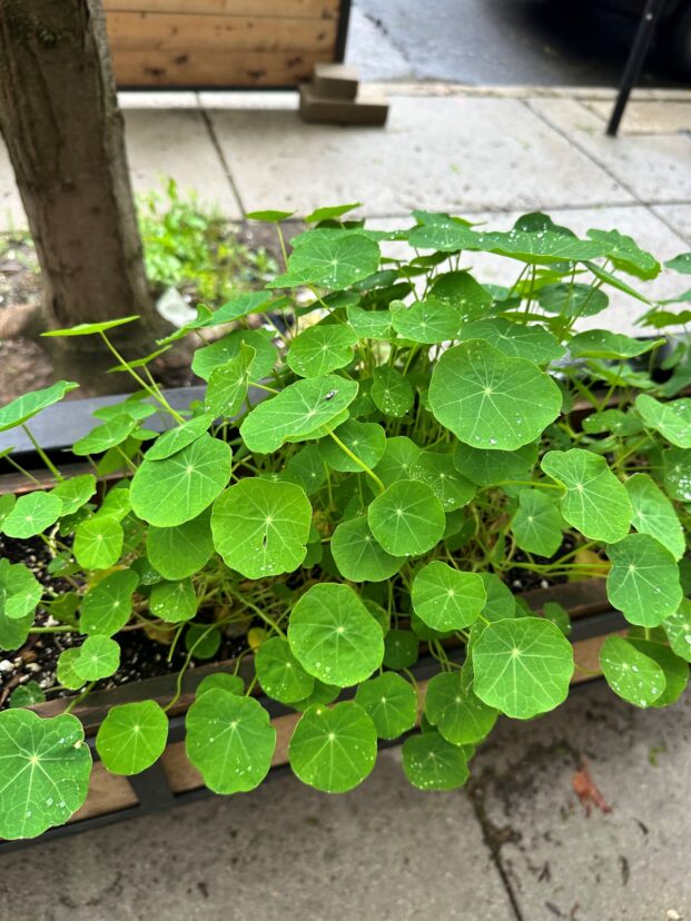 Nasturtium in a sidewalk container.