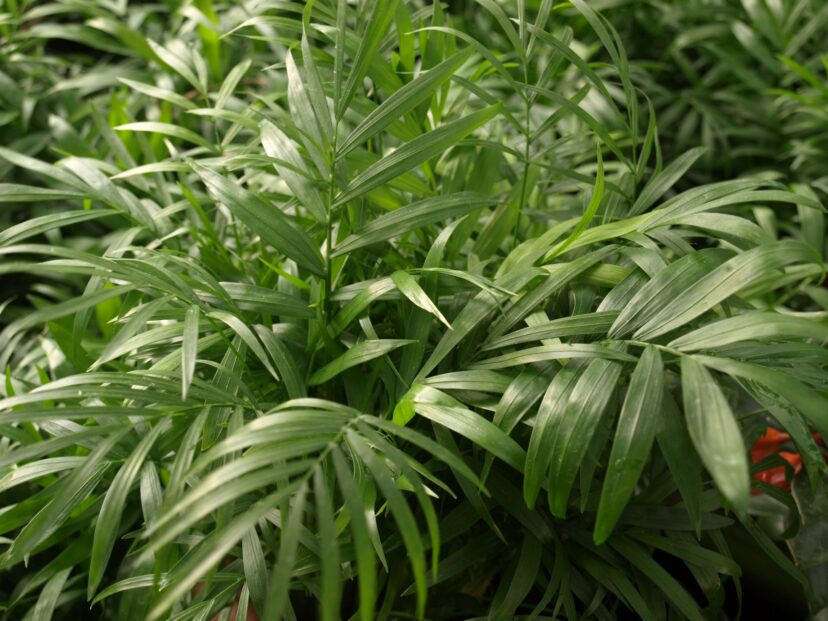 Parlor palm (Chamaedorea elegans) needs at least 10 hours of bright, indirect light to grow well.