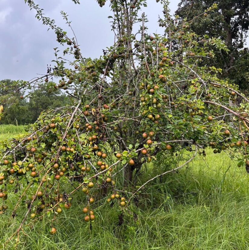Pears have loaded up with so much fruit this year that limbs are breaking.