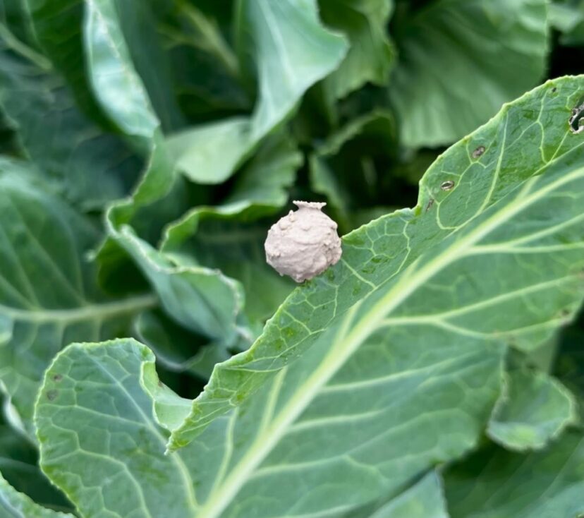 Potter wasp nest.