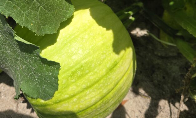 SC Fruit and Vegetable Field Report – July 21, 2025