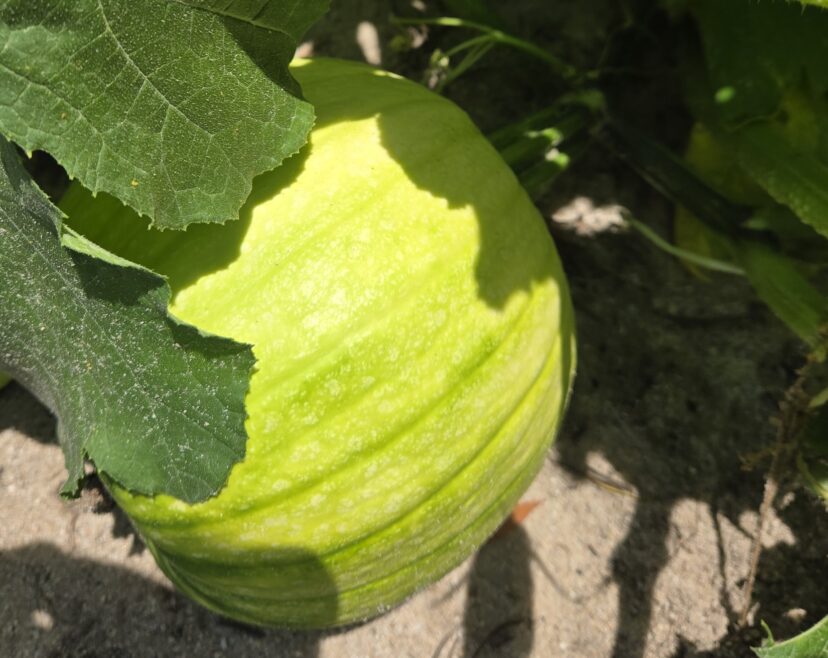 Pumpkins are developing in the Midlands.