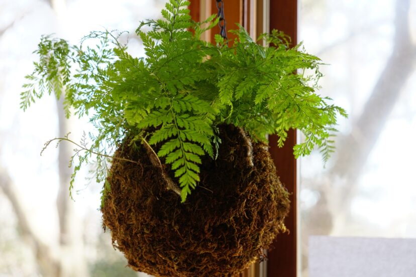 Rabbit’s foot fern (Davallia solida var. fejeensis) has lacy fronds and furry rhizomes.