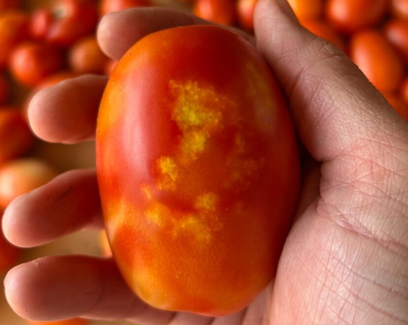 Stink bug and leaffooted bug feeding damage on tomato. Look for distinct yellow spots and patches.