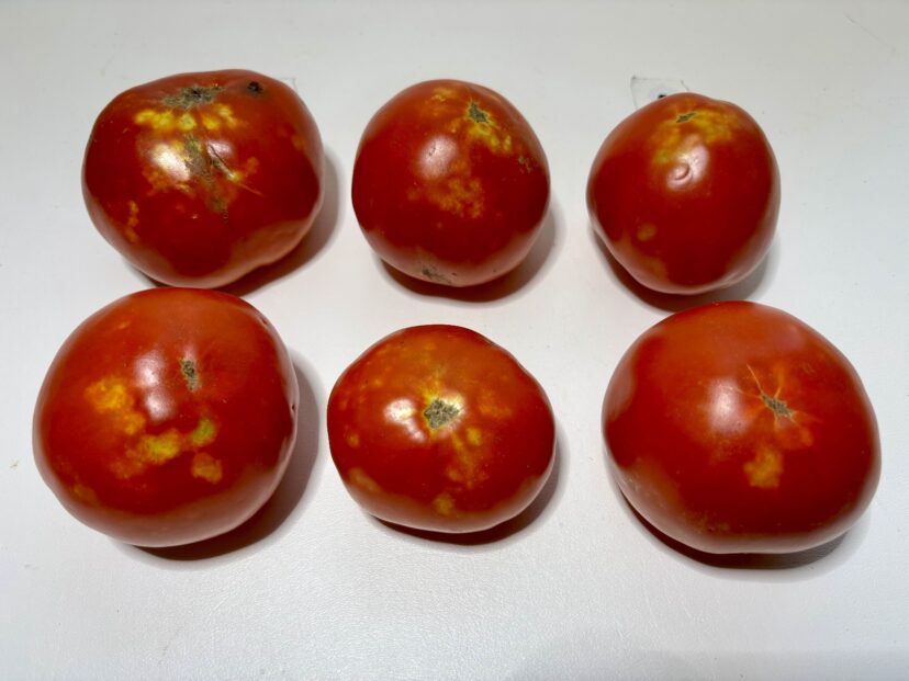 Stink bug damage on tomatoes.