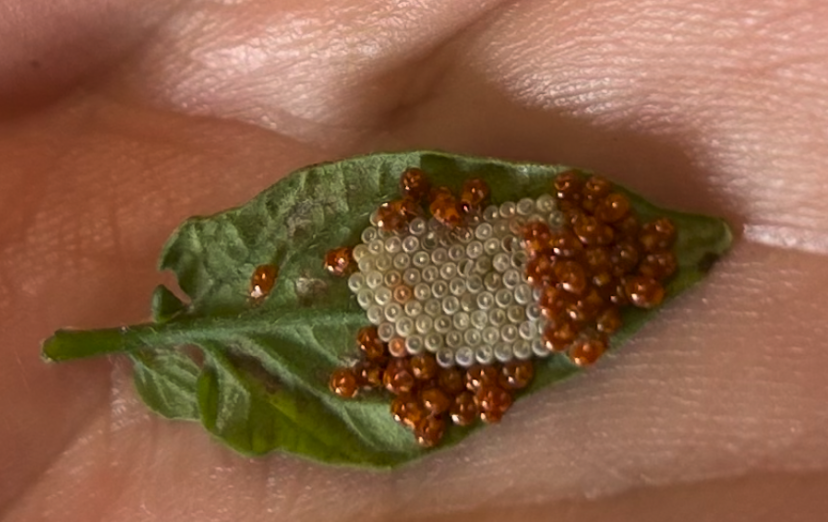 Stink bug eggs hatching on tomato leaflet.