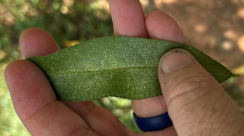 Stippling symptoms on peach leaves from spider mite feeding damage.