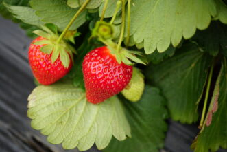 “Strawberries ripening on the plant in a home garden bed.”