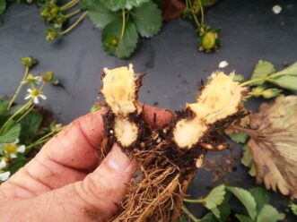 “Strawberry crown cut open to show marbled white and reddish-brown discoloration caused by anthracnose crown rot.”
