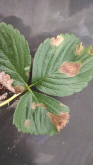 “Strawberry leaflets with circular spots caused by Phomopsis leaf blight.”