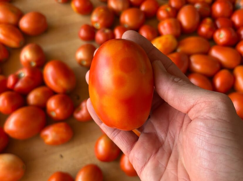 Symptoms of Tomato Spotted Wilt Virus may be confused with stink bug damage. This issue can be prevented by growing TSWV-resistant plants and by using silver reflective mulch.