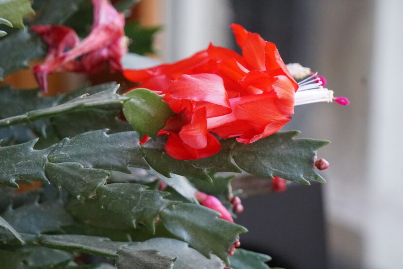 The Thanksgiving cactus (Schlumbergera truncata) blooms near Thanksgiving, and the foliage has 2 to 4 saw-toothed projections on the leaf margins.