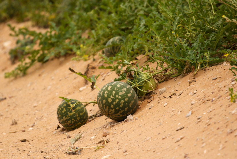 Watermelons in Africa grow like weeds but are important water sources.