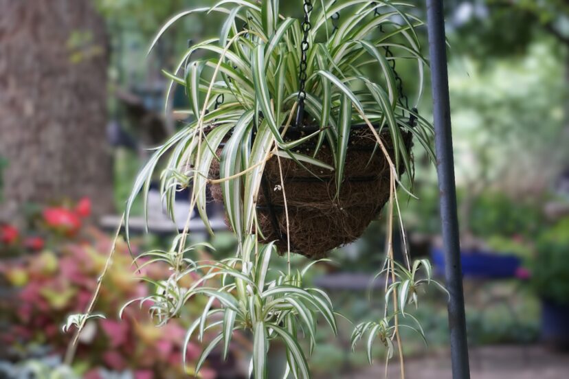 The graceful spider plant (Chlorophytum comosum) is one of the most common houseplants and is easy to grow. 