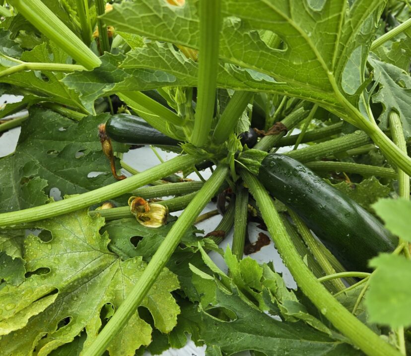 Zucchini growing in a field in Lexington county.