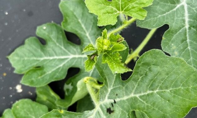 SC Fruit and Vegetable Field Report – August 18, 2025