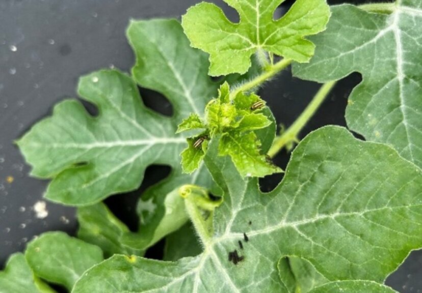 Striped cucumber beetles on fall watermelon. 