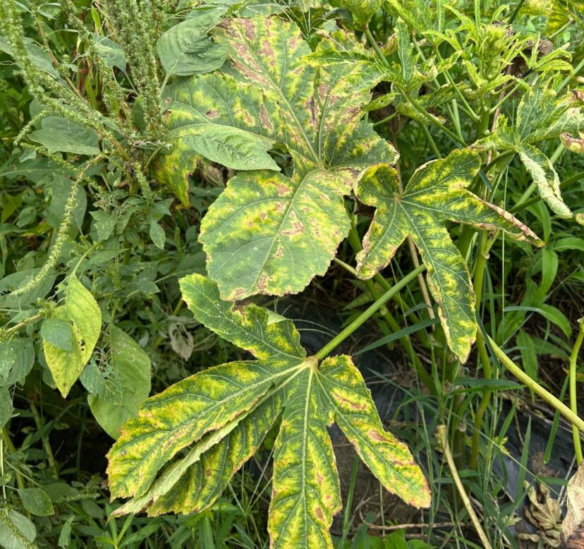 Heavy populations of the two-spot cotton leafhopper cause leafhopper “burn” that can be confused with a nutrient deficiency.