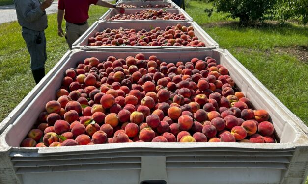 Peaches: The Story of South Carolina’s Non-native State Fruit