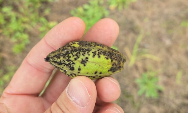 South Carolina Fruit & Vegetable Field Report – August 25, 2025