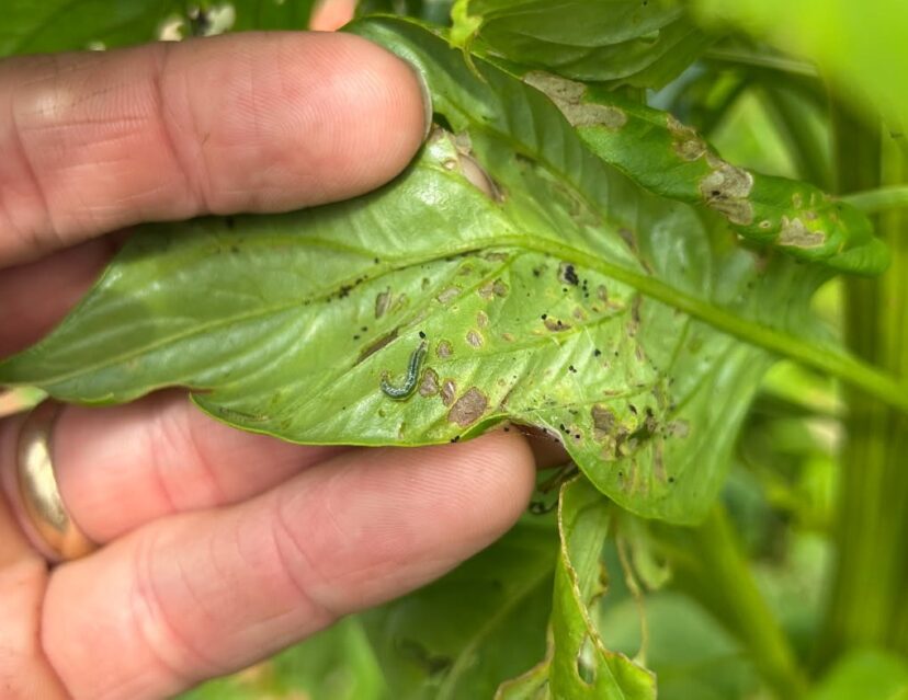Finding lots of caterpillar damage in cut flowers right now. This one appears to be the beet webworm larvae.