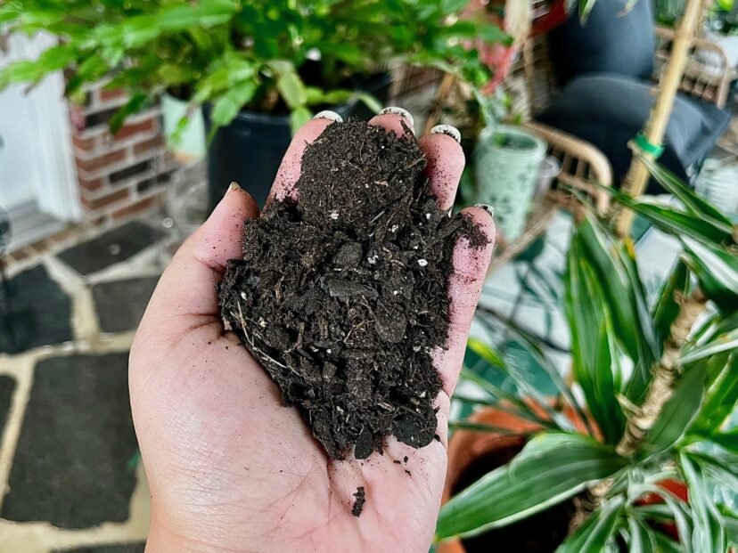 A hand holding dirt in front of a plant AI-generated content may be incorrect.