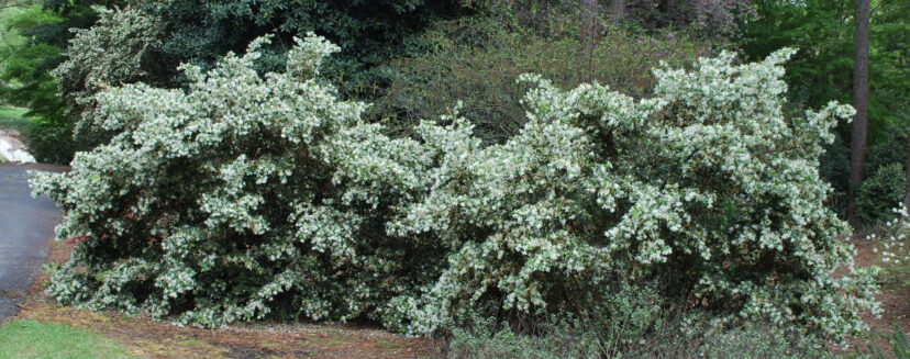 A pair of Shang-White Emerald Snow.