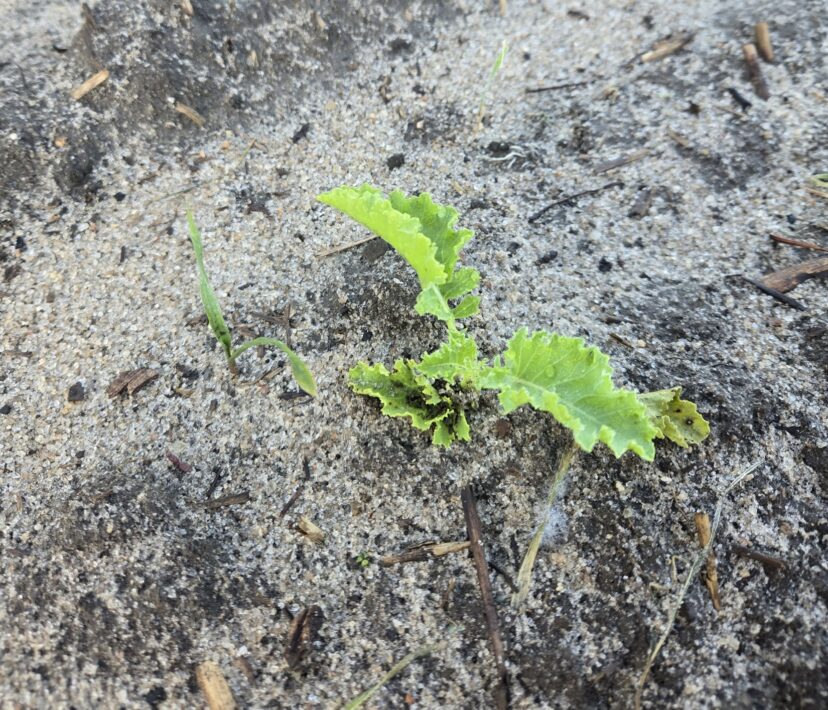 Fall brassica planting has begun in the Midlands. 