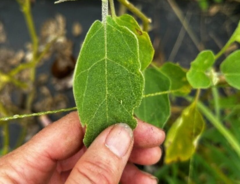 Adult two-spotted cotton leafhopper on eggplant.