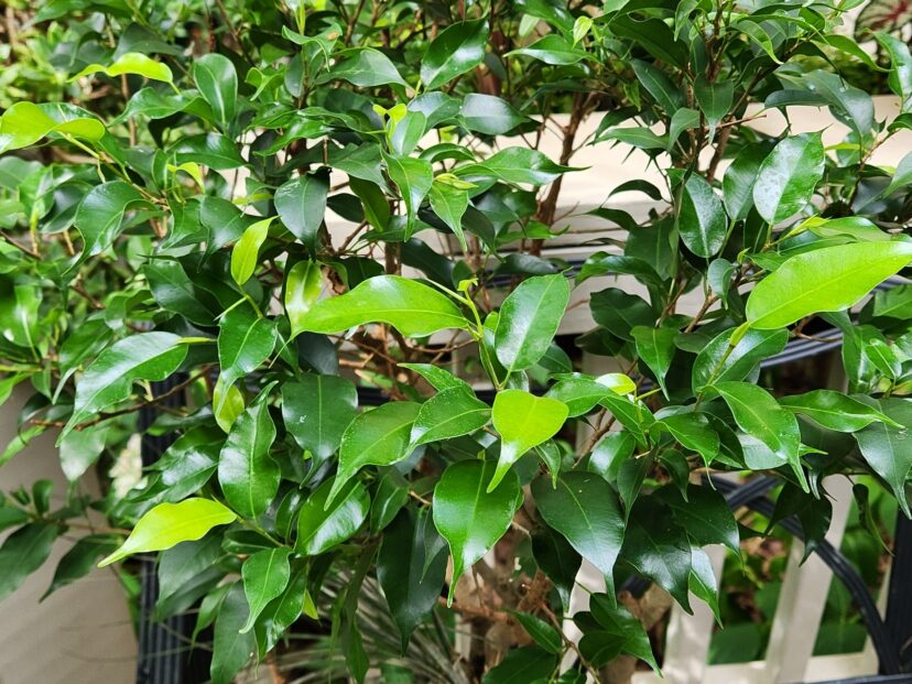 All parts of the ficus or weeping fig (Ficus benjamina) are toxic, especially the plant’s white, milky sap.