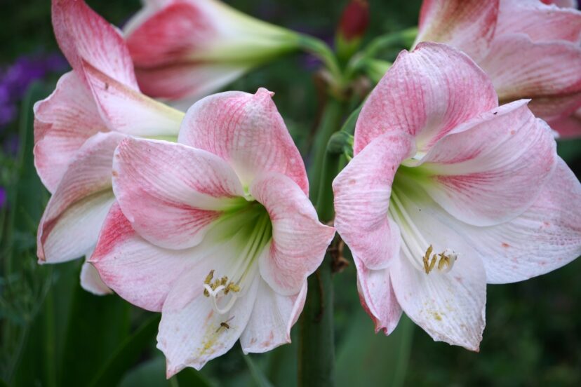 Amaryllis (Hippeastrum species) has over 90 different species.
