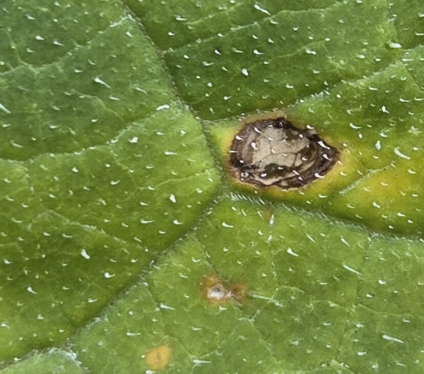 Anthracnose lesion on pumpkin foliage.