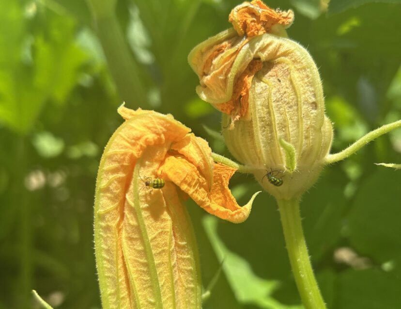 Banded cucumber beetles on pumpkin flower