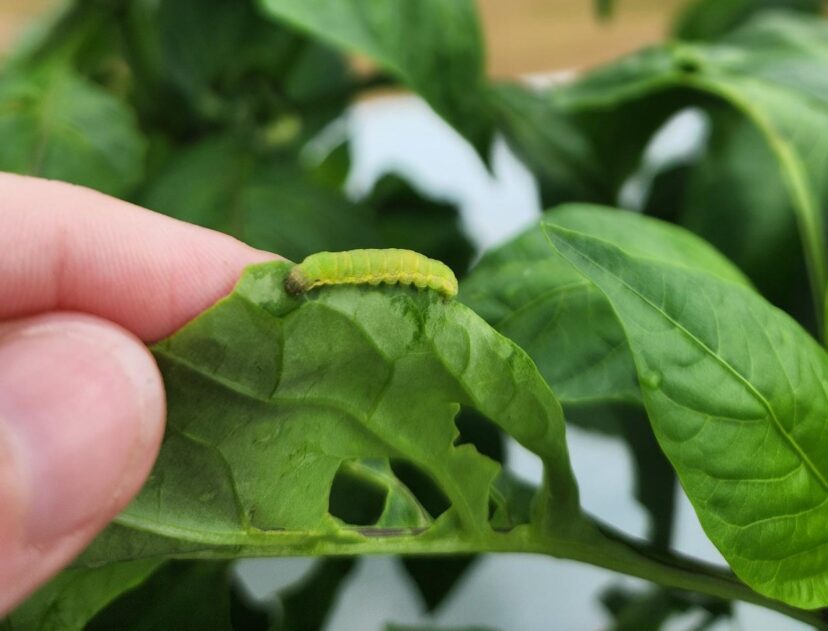 Beet armyworm on a young pepper plant