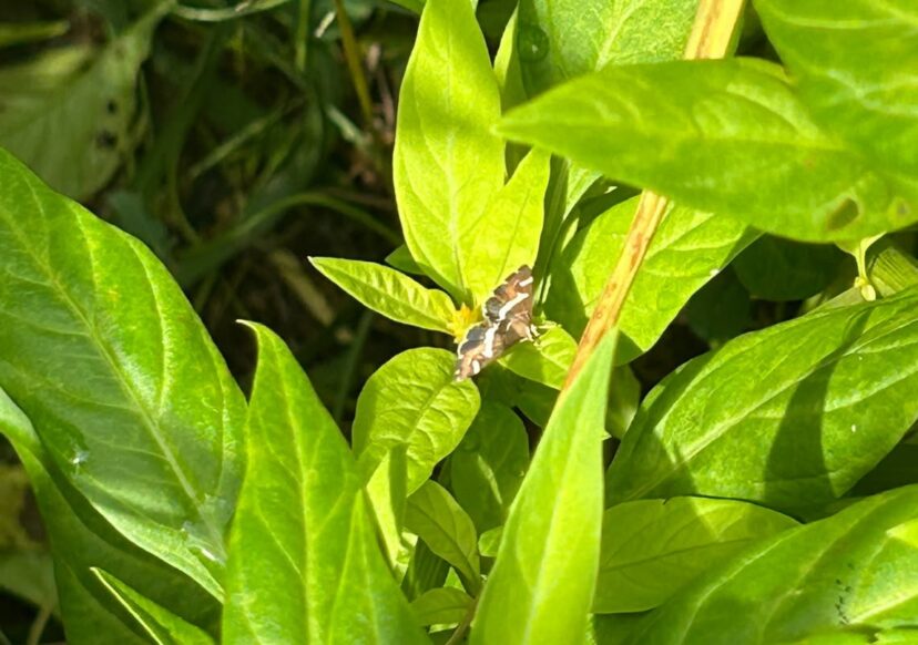 Beet webworm adult