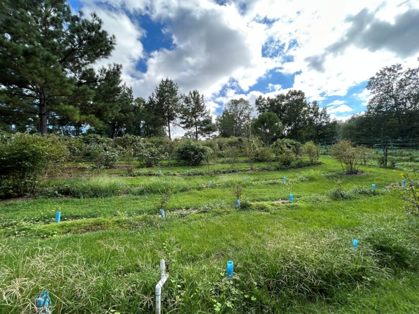 Blueberries and figs growing at The Happy Berry in Six Mile.