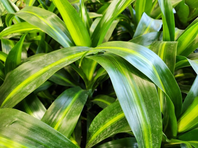 Corn plant (Dracaena species) contains saponins that can cause a wide range of poisoning symptoms.