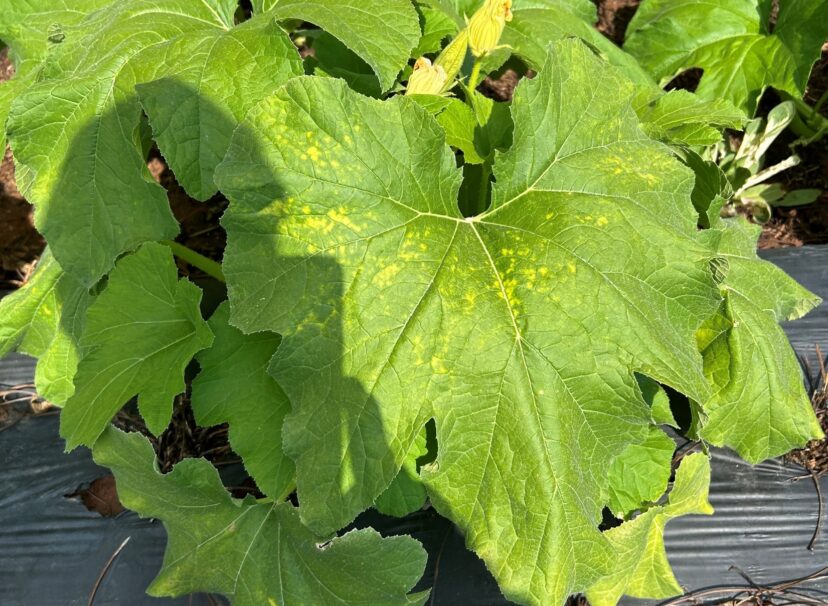 Downy mildew spots on the top of a pumpkin leaf.