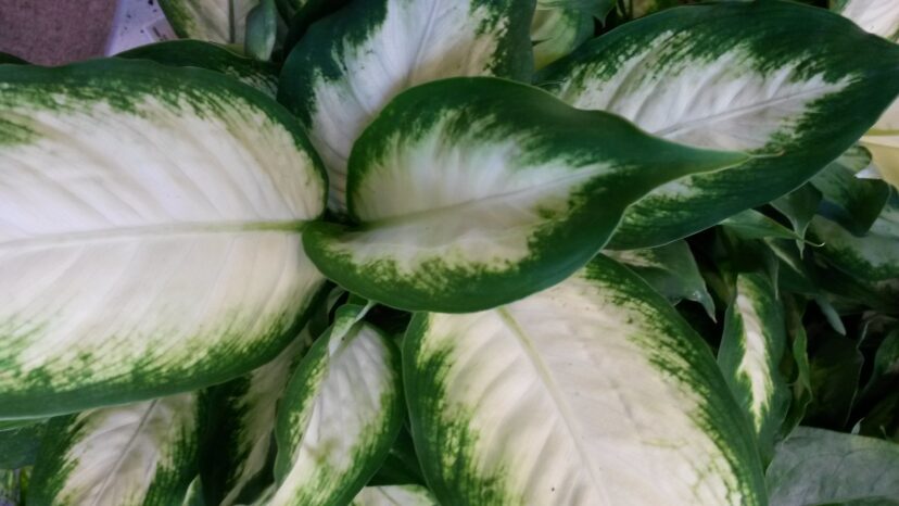 Dumb cane plant (Dieffenbachia seguine) gets its common name from the calcium oxalate crystals that will cause the lips, mouth, and tongue to swell, making it difficult to talk.