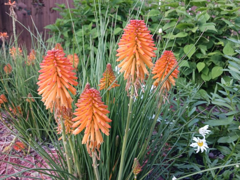 Each bloom of POCO™ red hot poker (Kniphofia POCO™ ‘Orange’) opens bright orange with red tips. As the flowers age, the color fades to a soft orange-yellow.