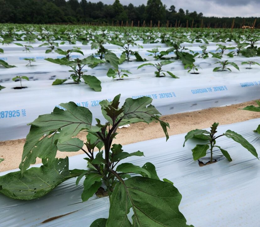 Eggplant is starting to take off.