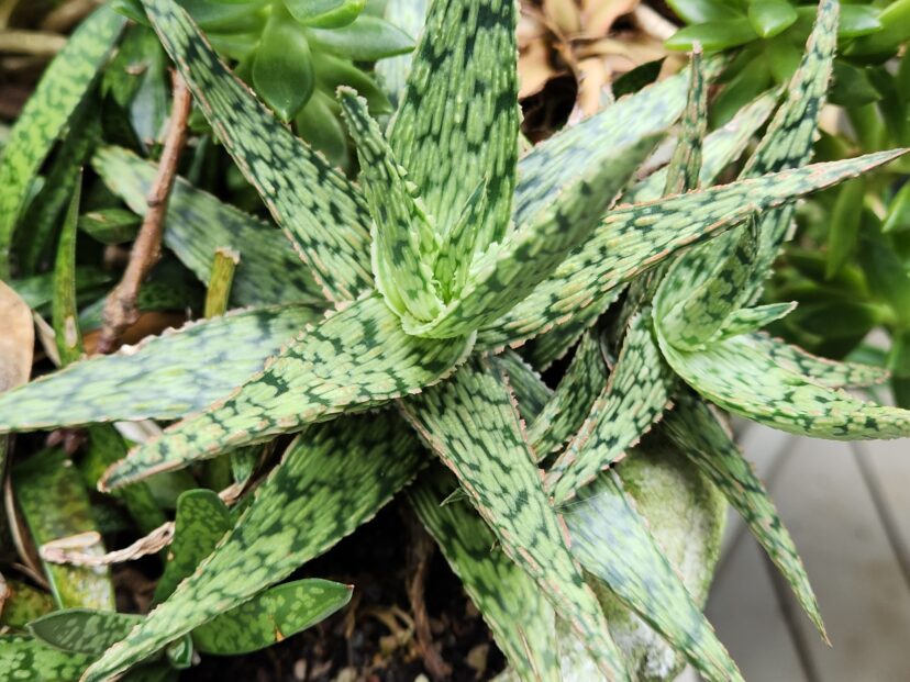 If ingested, aloe (Aloe vera) can cause vomiting, lethargy, and diarrhea.