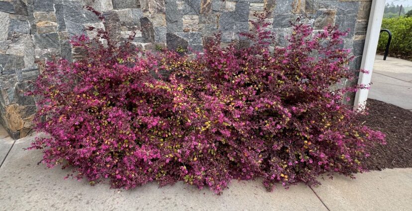 Irodori loropetalum planted in groups or en masse.