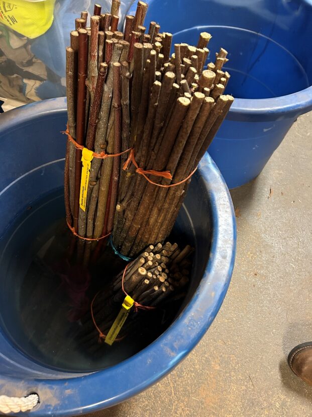 Livestakes stored in a bucket with water.