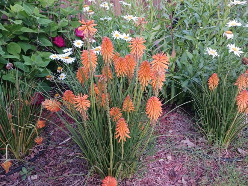 Many new varieties of red hot poker (Kniphofia POCO™ ‘Orange’) are dwarf plants that only reach 20 inches tall when blooming.