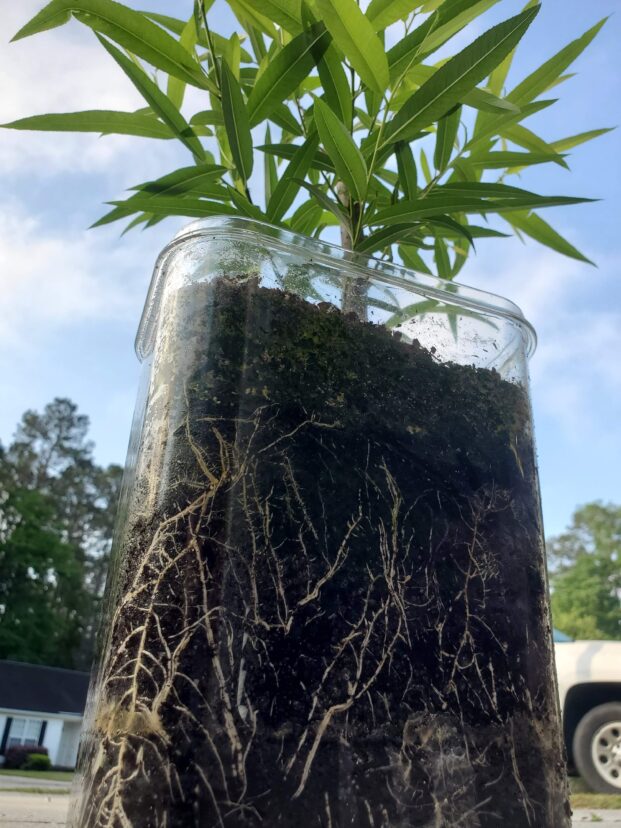 New growth on a black willow livestake