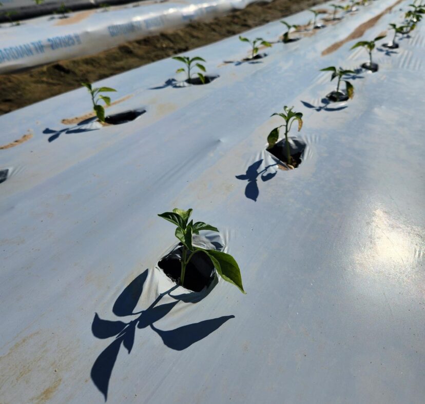Newly planted pepper fields.