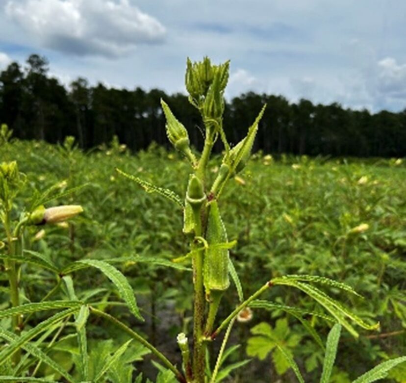 Okra-infestation-two-spotted-cotton- leafhopper
